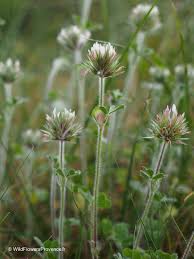 Image result for Trifolium
