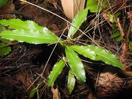 Image result for Ochna