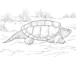 Realistic Common Snapping Turtle Coloring Page Turtle Coloring Pages Turtle Drawing Super Coloring Pages