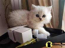 We raise both peke and doll faced persians. Persian Kittens For Sale In Massachusetts