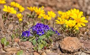 Image result for Aptosimum procumbens