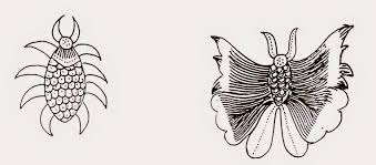 Gambar mewarnai burung lovebird gambar flora dan fauna sketsa ilustrasi hewan. 80 Gambar 2 Dimensi Flora Dan Fauna Paling Hist Gambar Pixabay