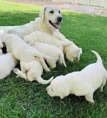 They are registered as yellow, but as you can see our labs are as close Coal Creek Labrador Retrievers White Lab Dog Breeder