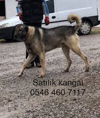 turkiye nin meshur kangal ciftligi altin kangal yavrulari kangal kopegi kopek akbas