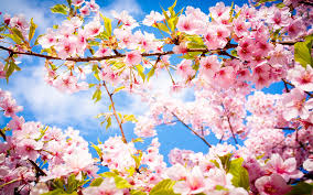 images?q=tbn:ANd9GcTKtU4Slc-yqTyaHQW2shyq3DVD4RR7V0ySffWLCF-GF2sK8u1u