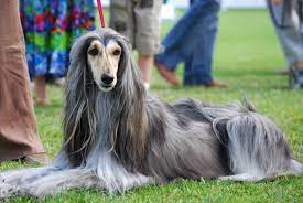 The breed is selectively bred for its unique features in the cold mountains of afghanistan. Chow Chow Vs Afghan Hound Breed Comparison Mydogbreeds