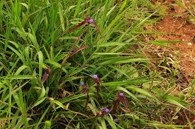 Image result for Cyanotis longifolia
