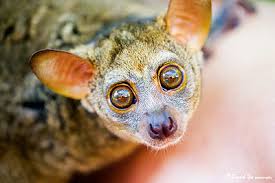 Мягкая игрушка bush baby пушастик баббл с питомцемарт. Bush Babies The Pet Wiki