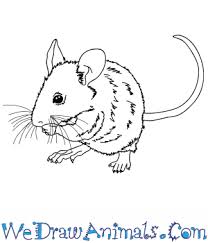 Easy cute realistic drawings of animals. How To Draw A Realistic Mouse