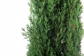 Image result for Cupressus torulosa