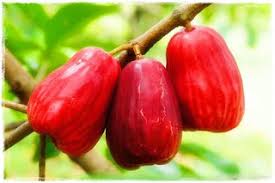 Hasil gambar untuk jambu bol jamaika