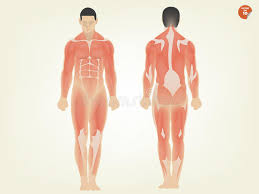 The groin is the area in the body where the upper thighs meet the lowest part of the abdomen. Man Body Anatomy Front Back Side Stock Illustrations 147 Man Body Anatomy Front Back Side Stock Illustrations Vectors Clipart Dreamstime