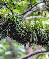 Image result for Oberonia disticha