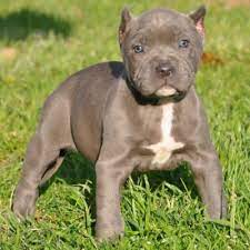 The Cute Monster Puppy Pitbull Pitbull Puppies Grey Pitbull Puppies Grey Pitbull