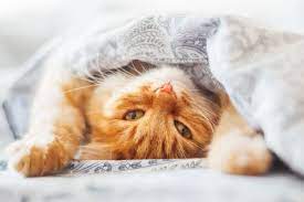 Do Cats Like Blankets These 21 Pictures Are A Clue Pets Cats Cat Adoption