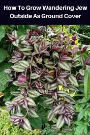 It concerns a jew who, according to legend. How To Grow Wandering Jew Plant Outside As Ground Cover
