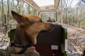 Congratulations on adding a puppy to the family but let's take a look at what to expect… Dog Friendly Summer Inspiration Dogs On Board At Ruislip Lido Railway The Londog
