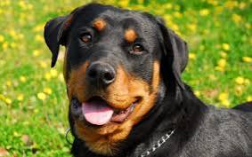 Puppies for sale Kolkata | Dogs for sale Kolkata | KCI Registered Dog