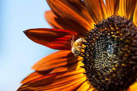 Find inspiration at a knoxville, tennessee craft store near you. About Us Stanley S Greenhouse