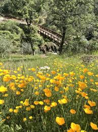 Send stunning bouquets & curated plants fit for any occasion. Put A Spring In Your Step At These 6 Regional Nature Spots Blanketed With Wildflowers Right Now Sactown Magazine