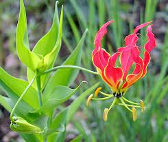 Measuring up to 30 centimetres in diameter, the flower resembles a bat, which is how it got its name. 10 Most Unusual Flowers In The World 10 Most Today