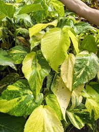 Image result for Acalypha ornata