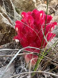 Image result for Nidorella ivifolia