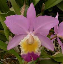 C Clarissa Cattleya Orchid Orchid Photo Cattleya