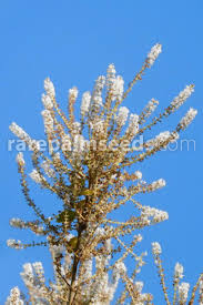 Image result for Tetradenia