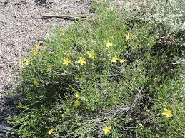 Image result for Menodora africana