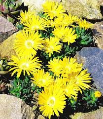 Baldur Garten Winterharter Bodendecker Goldtaler 2 Pflanzen Delosperma Congestum Amazon De Garten Pflanzen Bodendecker Steingarten Pflanzen