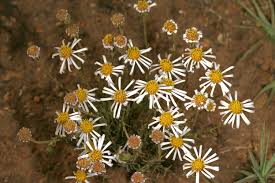 Image result for Felicia muricata