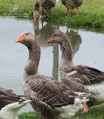 We talk about toulouse geese at heatrsong hollow farm outside birmingham alabama. French Toulouse Day Old Poultry Myers Poultry Farm