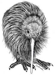 Ink Drawings Kimberly Andrews Nz Art Drawings Kiwi Bird Create your own photo mug, shop our collection of the funniest joke mugs, personalize your mug with. nz art drawings kiwi bird
