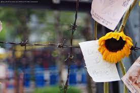 sunflower movement in taiwan 早安 太陽花 花 學運 愛 台灣 good morning sunflower flower love taiwan sunflower amazing