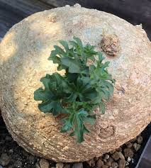 Image result for Kedrostis africana