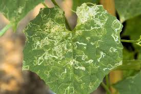 How to keep bugs off my zucchini plants. How To Identify And Control Zucchini Plant Pests Gardener S Path