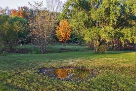 Please scroll down to read about health issues from springtails and pest control treatment. Lawn Care Pest Control In New Jersey Service Areas Scott S Turf Pest