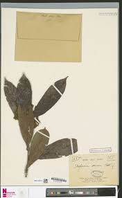 Image result for Strephonema