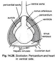 The blood is then pumped into the ventricle. Blood Vascular System Of Dogfish Scoliodon With Diagram Zoology