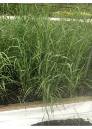 Image result for Panicum