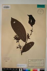 Image result for Massularia acuminata