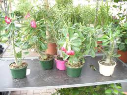 Click here to learn more. Adenium Obesum Desert Rose Dog Poison Growth A Beautiful Plant Amazon De Garten