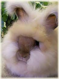 Pin On Cute Pets