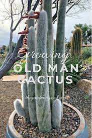 Old Man Cactus Growing Tips For Cephaocereus Senilis