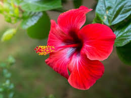 Biji tersebut bisa ditanam di tempat lain untuk menjadi tanaman yang baru. Mengenal Bunga Hibiscus Dan Cara Merawatnya Agar Taman Makin Cantik