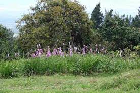 Image result for Watsonia borbonica