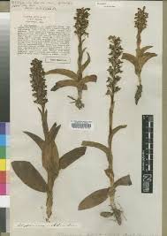 Image result for Habenaria tentaculigera