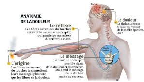 Schéma du parcours de l'information douloureuse dans le corps.