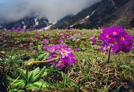 We did not find results for: Yumthang A Valley Of Flowers In Sikkim And It S A Paradise For Nature Lovers Northeast Guide